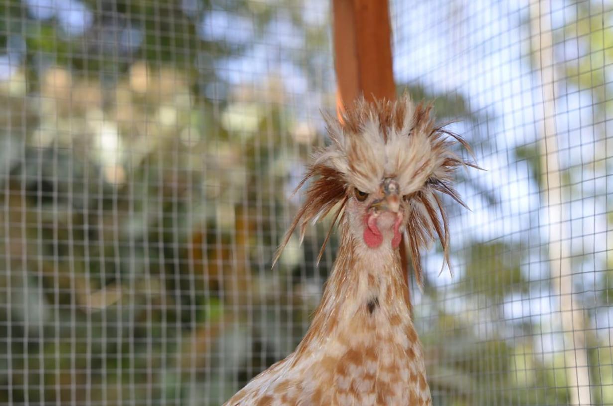 Finca Los Caballos Montezuma Εξωτερικό φωτογραφία