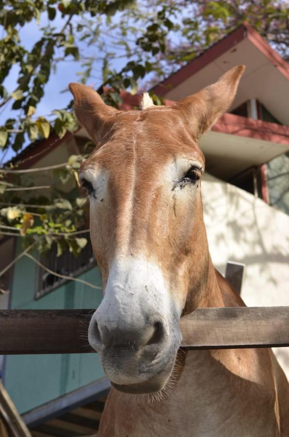 Finca Los Caballos Montezuma Εξωτερικό φωτογραφία